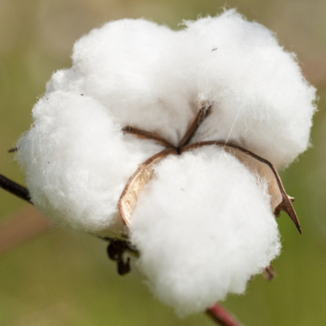 Cotonea Weiße Bio-Baumwollkapsel vor grünem Hintergrund