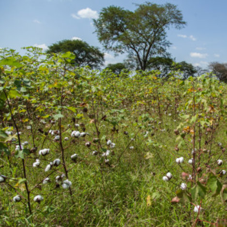Homo non sapiens und die Artenvielfalt