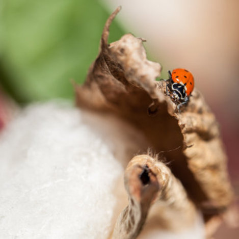 Marienkäfer auf dem Blatt einer Bio-Baumwollpflanze